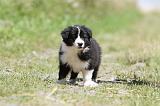 BORDER COLLIE 645